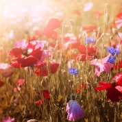 Acknowledgement notice for Denise Mcghee